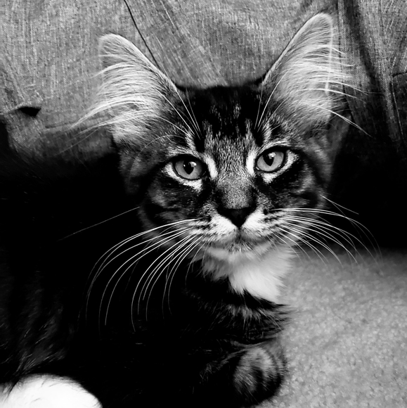 Meet your Posher, Tami - Picture 1 of 13